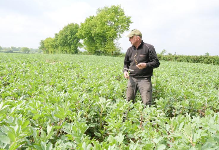 Olivier Marolleau dans la parcelle en double couvert sorgho-féverole. A l'aide d'un pénétromètre, l'agriculteur vérifie si le sol n'est pas trop compacté avant l'implantation d'un maïs.