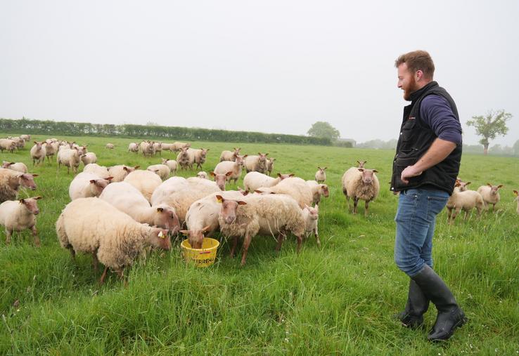 Florent Cesbron, ici en photo, et son associé Mathieu Chauvé, ont fait vacciner leur troupeau de rouge de l'Ouest contre la fièvre catarrhale ovine.