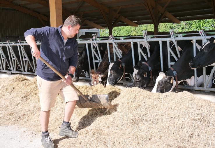 La stabulation dispose désormais de 135 places de logettes avec plusieurs cases pour les vaches taries (ici sur la photo). Le foin, récolté sur 25 ha, est distribué à l'ensemble des animaux.