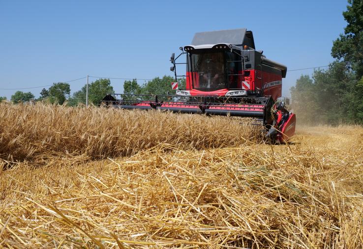 Sur la SAU de 250 ha, les éleveurs implantent 73 ha de blé, 11 ha de triticale, 15 ha de colza et, ici, 4 ha d'orge.