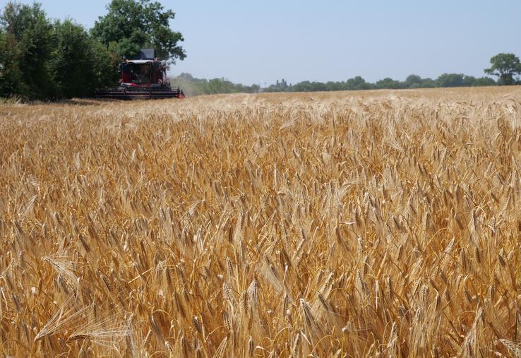 Moisson d'orge à Lys Haut Layon, le 20 juin. Malgré une grande hétérogénéité de situations, les rendements en orge sont supérieurs de 15 % environ par rapport à la moyenne quinquennale. 