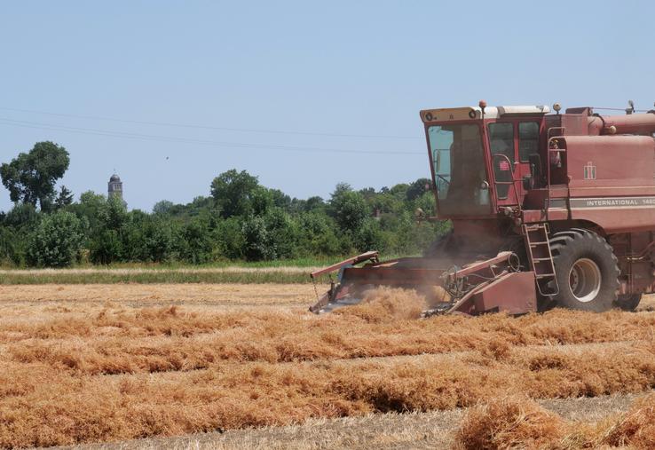 Récolte à Loire-Authion (La Bohalle), jeudi 3 juillet. Sur cette parcelle semée le 15 mars, le rendement a été très satisfaisant avec 25 qx/ha récoltés. 