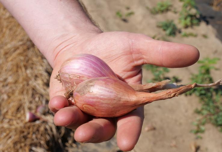 Une vingtaine d'adhérents de la coopérative produisent de l'échalote. Les andains de bulbes sèchent sur le paillage avant d'être ramassés à la machine.