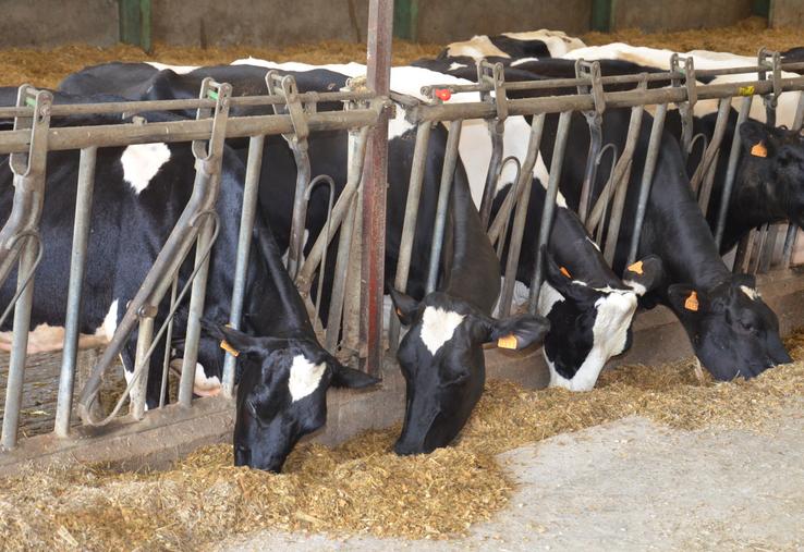 RGI semé le 28 août  et sorgho fourrager semé le 26 juillet chez Julien Gremaud à Saint-Georges-des-Gardes.