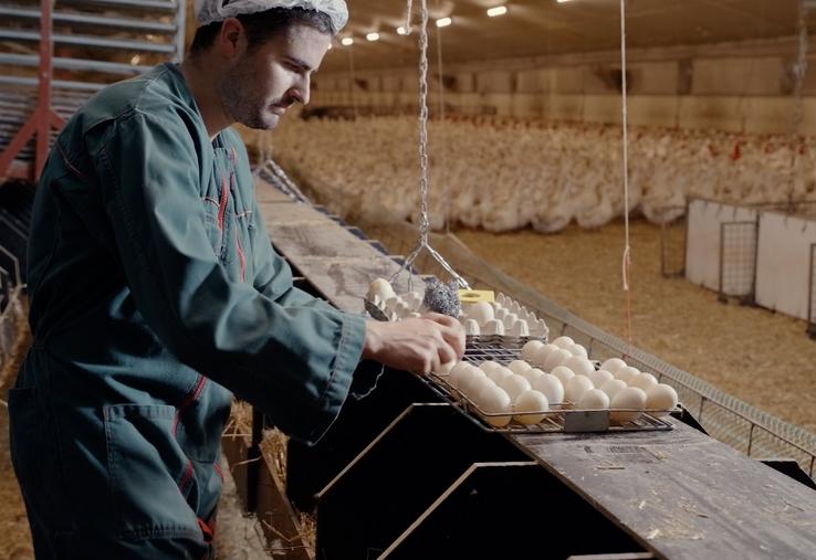 Grimaud Frères recherche des éleveurs multiplicateurs partenaires, dans plusieurs départements. 