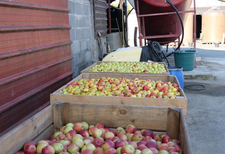 Dix variétés de pomme à cidre sont implantées dans les vergers de la Hanère.