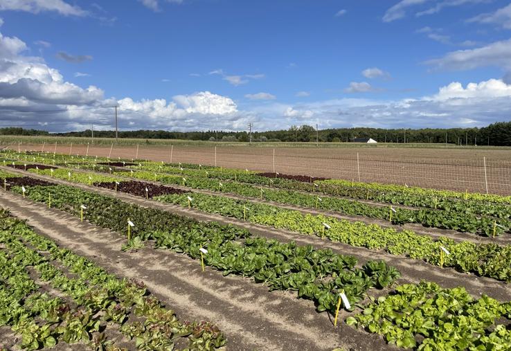 Le sol sableux irrigué facilite le travail du sol sur la station qui emploie 20 permanents.