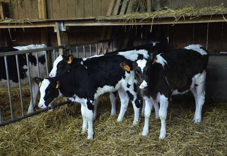 Avec l'arrêt momentané des exportations, les éleveurs ont dû garder un peu plus longtemps les animaux en élevage.