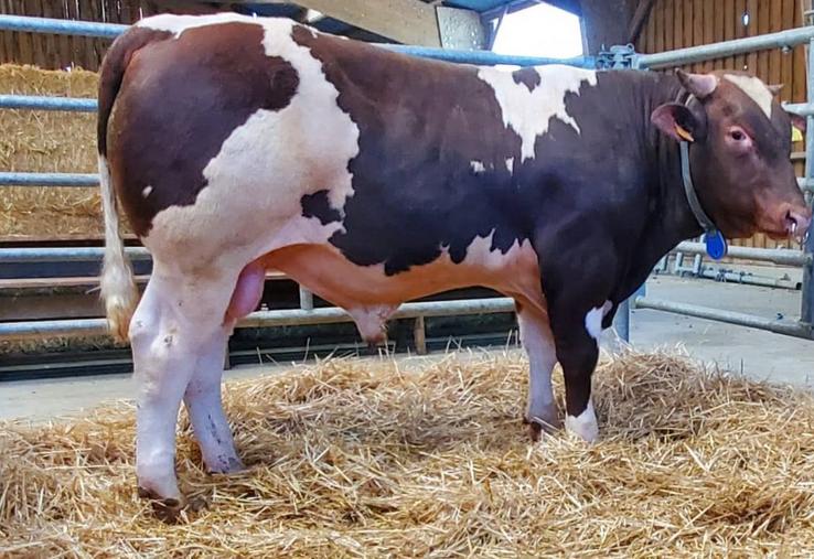 Asterix, de l'EARL de la Girardière (72), a été acheté 12 500 € par 2 élevages angevins, le Gaec Elevage Ménard et le Gaec Jeanneteau.