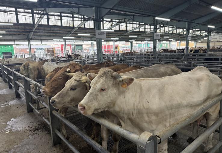 Le foirail intercommunal de Châteaubriant peut recevoir jusqu'à 2 400 animaux sous la halle couverte.