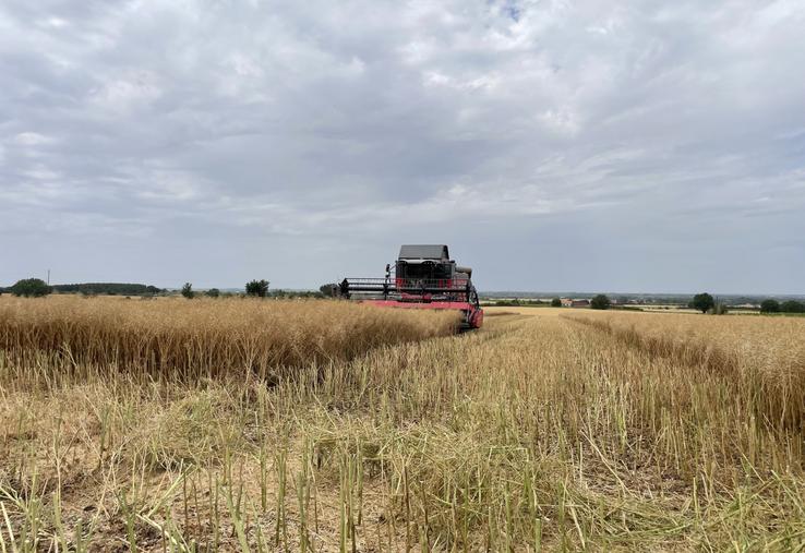 La récolte du colza à La Fosse de Tigné, lundi 15 juin. 