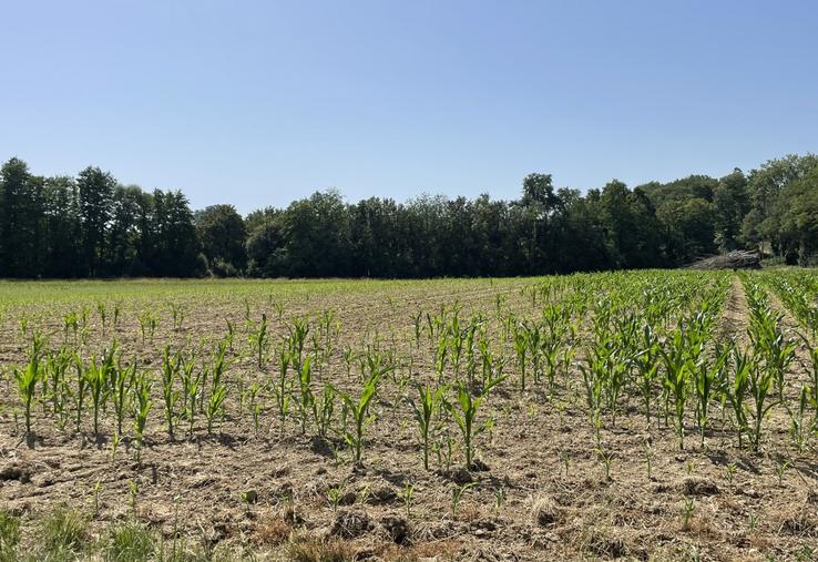 Que ce soit dans le Haut-Anjou (secteur de Sceaux-d'Anjou), à Coron ou à Montilliers, les maïs souffrent des fortes températures et ont stoppé leur développement.