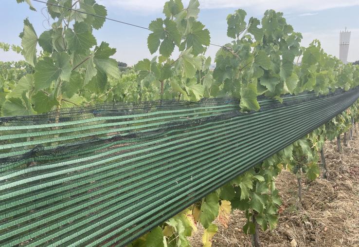Les filets d'ombrage réduisent l'échaudage de la vigne.