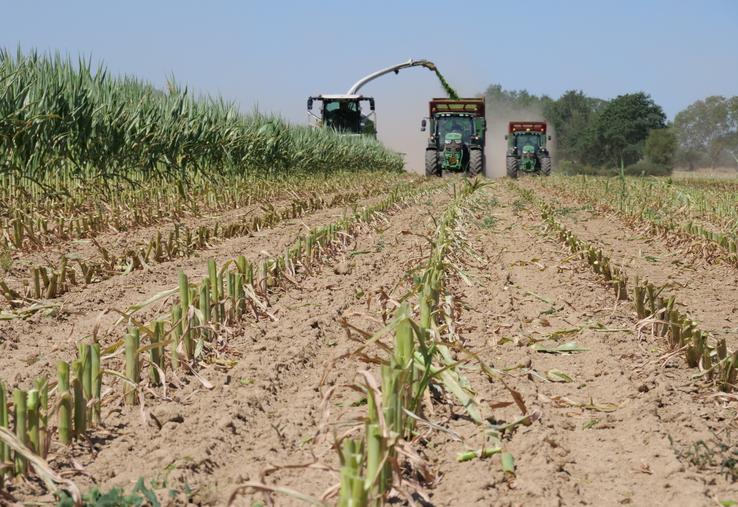 L'entreprise de Benjamin Morin ensilait le maïs de Clément Girard vendredi 10 juillet, à Coron. La machine, équipée d'un bec à maïs Claas Orbis 600 SD, avançait rapidement dans les plantes qui ne dépassaient pas 1,10 m de haut.